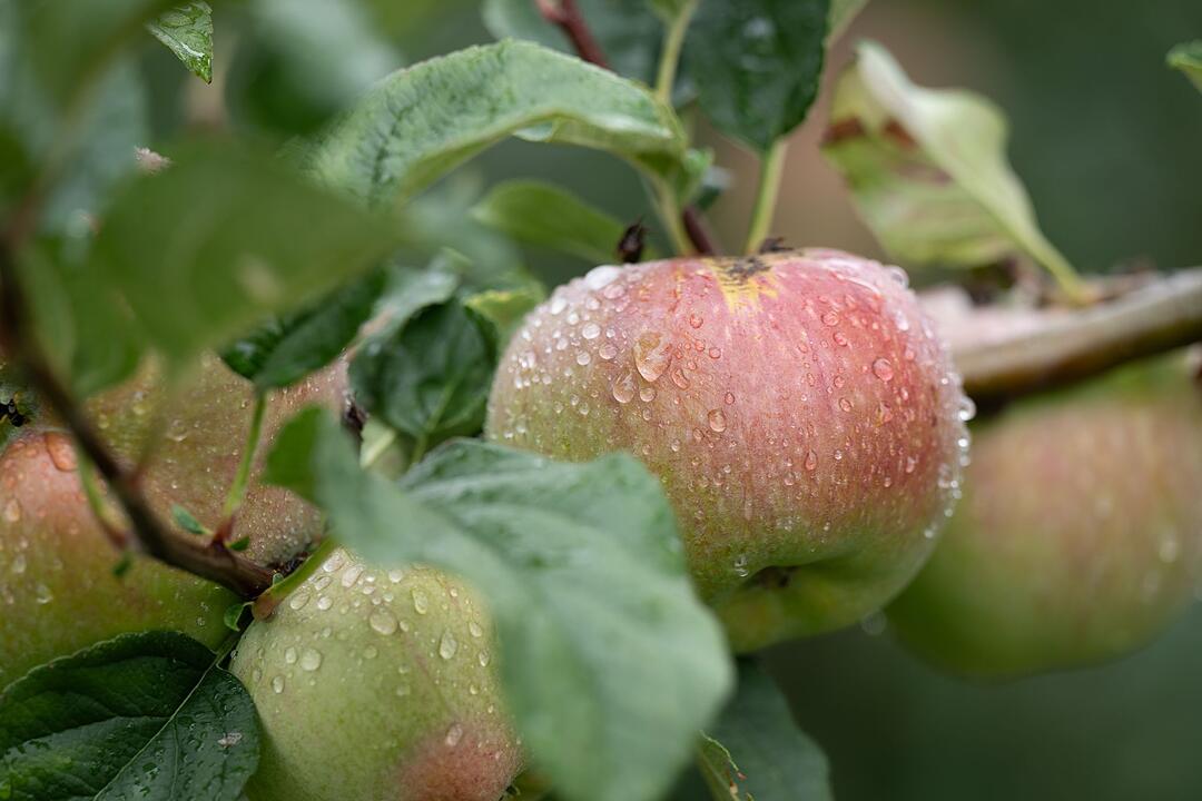Eröffnung Apfelsaison Sachsen