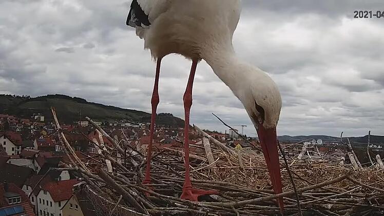 Diesen Blick aufs Hammelburger Storchennest können Internet-Nutzer rund um die Uhr miterleben.