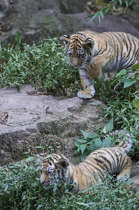 Kleine Tiger im Außengehege des Tiergartens Nürnberg