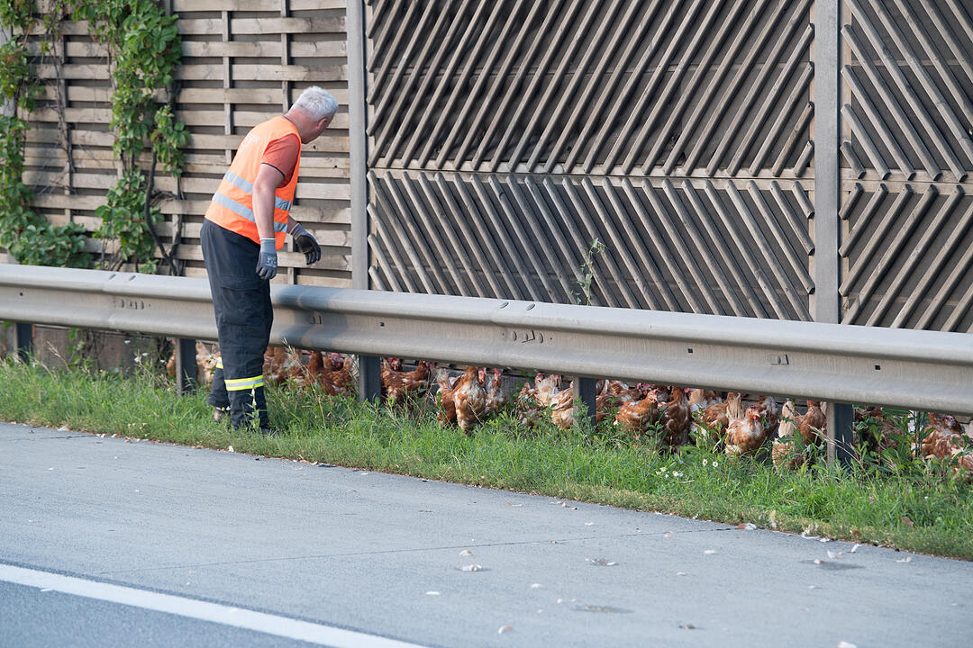 7 000 Hühner im Freilauf auf der Autobahn