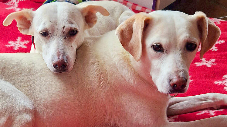 Betzenstein: Zwei "Seelenschwestern" suchen ein Zuhause - Wer m&ouml;chte die beiden aufnehmen?