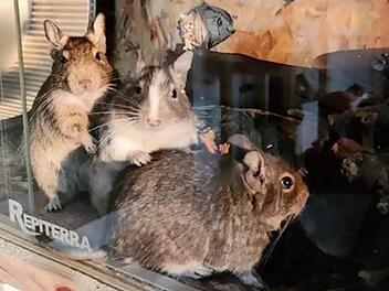 Tierheim Bamberg: Nagefreudige Degus suchen ein neues Zuhause