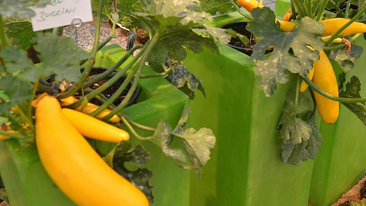 Gelbe Zucchini. Symbolfoto: Ronald Rinklef