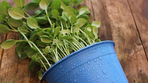 Hat man seine Blumen oder Kr&auml;uter eingepflanzt, gilt es, die leeren Blument&ouml;pfe richtig zu entsorgen.