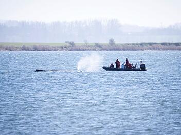 Buckelwal liegt weiter in Wismarer Bucht