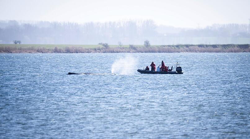 Buckelwal liegt weiter in Wismarer Bucht