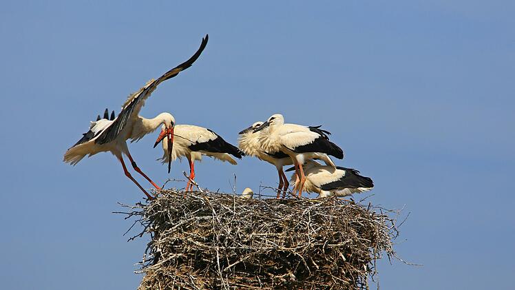 Die St&ouml;rche haben den Landkreis Kulmbach entdeckt. In diesem Jahr waren so viele Paare wie noch nie hier.   Foto: Hans Schoenecker, LBV