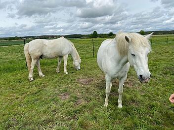 Landkreis Erlangen-H&ouml;chstadt: Neues Projekt  startet im Naturschutzgebiet Mohrhof