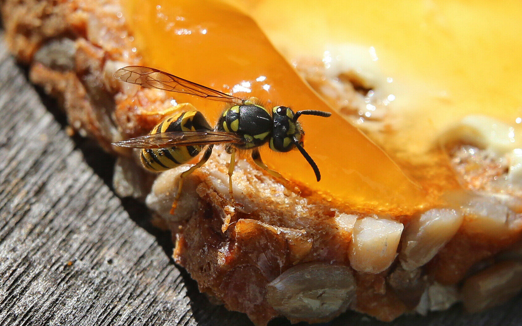 Können Wespen Krankheiten übertragen? Deshalb solltest du die Insekten von deinen Speisen fernhalten