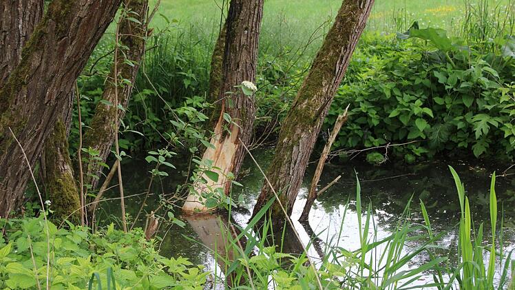 Biberspuren mitten auf dem Golfplatz.  Foto: Heike Beudert