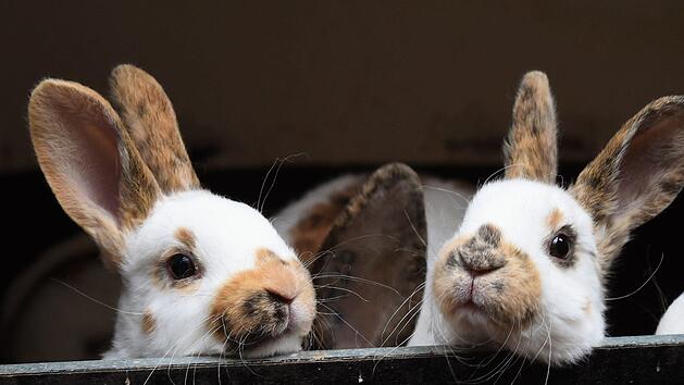 Wer im Tierheim Nürnberg ein Kaninchen oder einen Hasen adoptieren möchte, muss warten. Bis Ostermontag werden keine Kleintiere vermittelt. Symbolfoto: Holger Hollemann/dpa