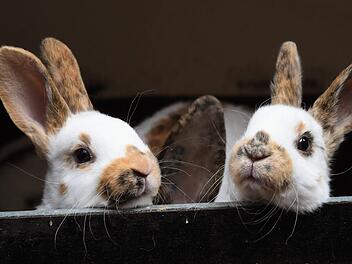 Wer im Tierheim N&uuml;rnberg ein Kaninchen oder einen Hasen adoptieren m&ouml;chte, muss warten. Bis Ostermontag werden keine Kleintiere vermittelt. Symbolfoto: Holger Hollemann/dpa