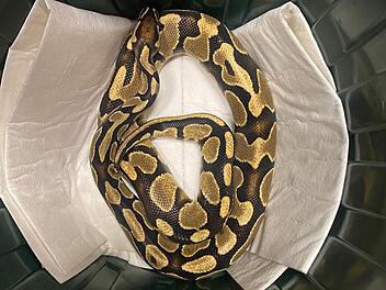 Erlangen: Schlangen-Schreck auf Familienfeier - Feuerwehr rückt wegen "ungeladenem Gast" an Erlangen: Schlangen-Schreck auf Familienfeier - Feuerwehr rückt wegen "ungeladenem Gast" an