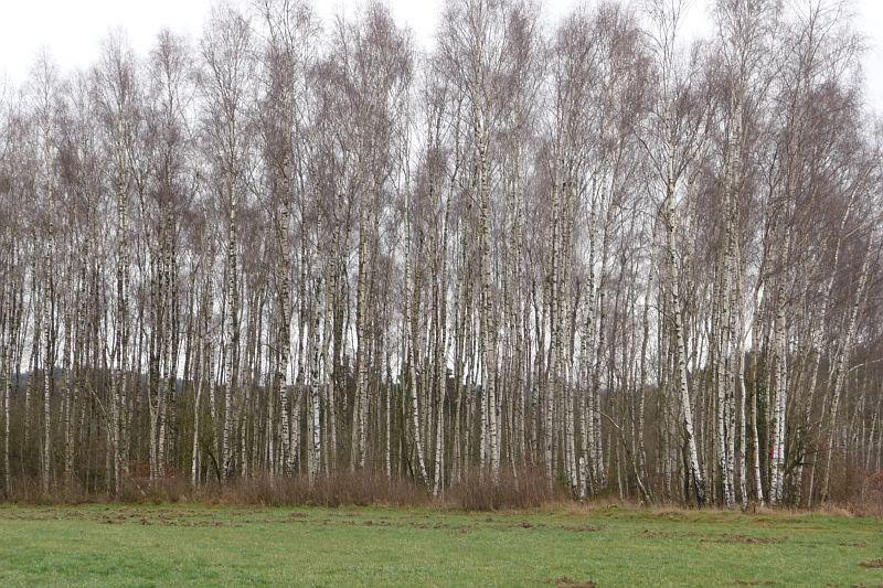 Der Birkenwald bei der Ruine