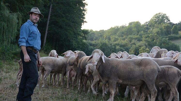 Thorsten Scherpf bringt die Herde von Zuchtböcken abends in den Stall. Foto: Elisabeth Assmann