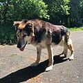 Foto: Tierheim Bayreuth