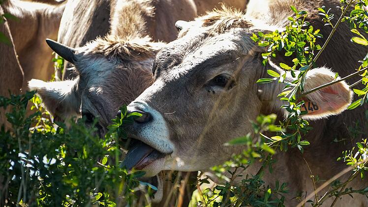 Frankreich ruft zu weniger Fleisch- und Wurstkonsum auf