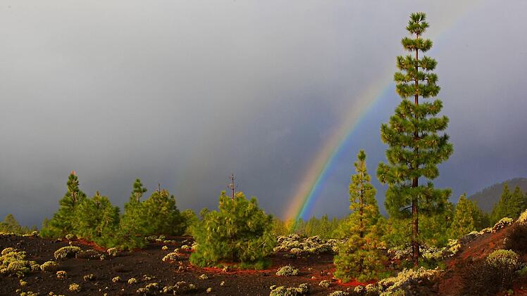 RegenbogenGeorg Schediwy