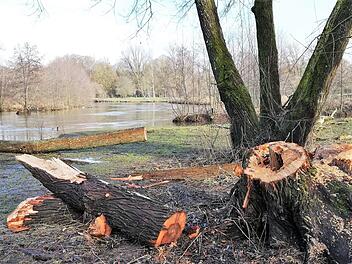 Ein großer alter Baum mit mehreren Stämmlingen musste kürzlich nach starkem Biberfraß gefällt werden