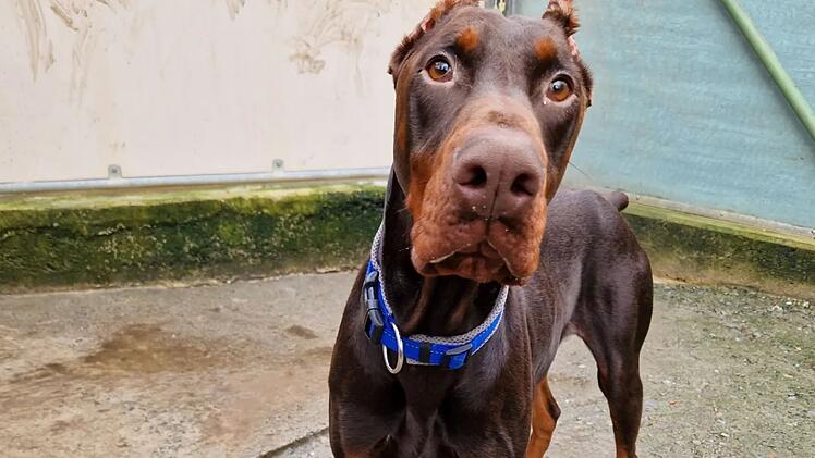 Tierheim Würzburg entsetzt: Hund Loki wurde "regelrecht verstümmelt"
