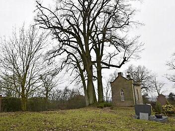 Der Platz um die mächtige Lindengruppe im Unfindener Friedhof ist geeignet für eine Anlage mit Urnenerdgräbern. Foto: Gerold Snater