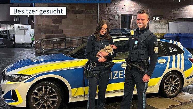 Tierheim Nürnberg findet Besitzer zu kleiner Fellnase aus Parkhaus