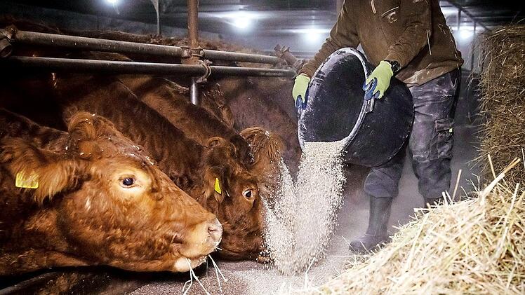 Jeden Morgen früh füttern, aber jetzt selbst auf Diät: Wer in der Landwirtschaft arbeitet, muss künftig um die Zusatzrente fürchten. Davor warnt die Agrar-Gewerkschaft IG BAU. Foto: IG BAU