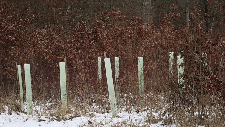 Um Jungpflanzen in "bunter Mischung" durchzubringen, sind auch heuer wieder Zäunungen und Einzelschutz im Fuchsstadter Wald notwendig, um die Pflanzlinge vor Wildverbiss zu bewahren.                                Winfried Ehling