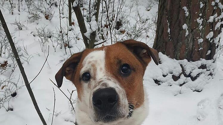 Tierheim Nürnberg: Hund Bruno hat nur einen "Weihnachtswunsch" - geht er in Erfüllung?