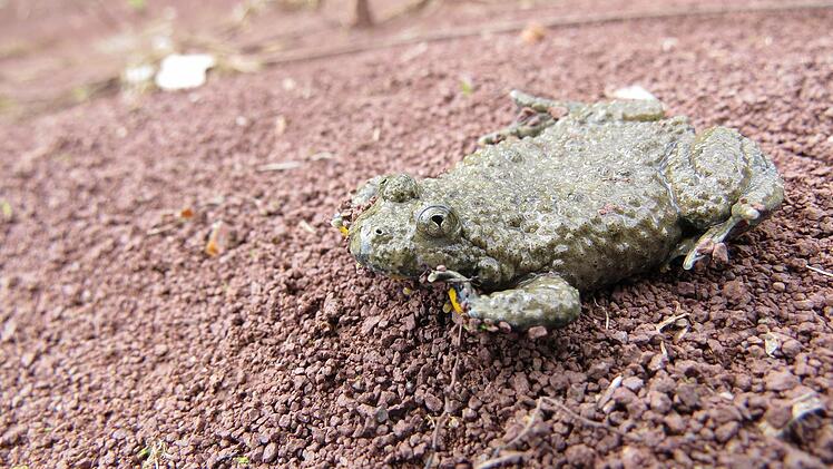Der "Star"der Muggenbacher Tongruben: die Gelbbauchunke. Foto: Stephan Neumann
