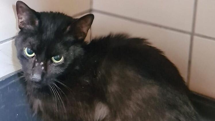 Tierheim Pfaffengrün: Mitarbeiter machen Horrorfund in Plastikkoffer - "Total traumatisiert"