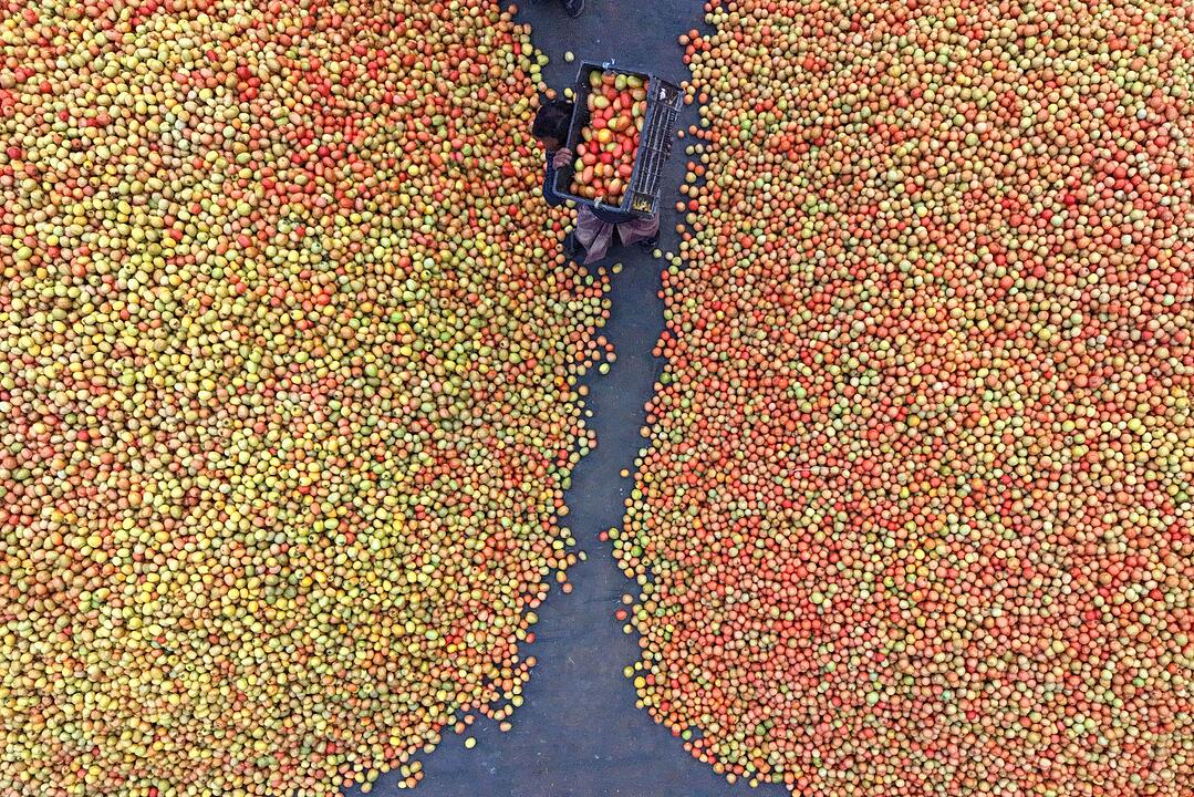 Tomaten in Bangladesch