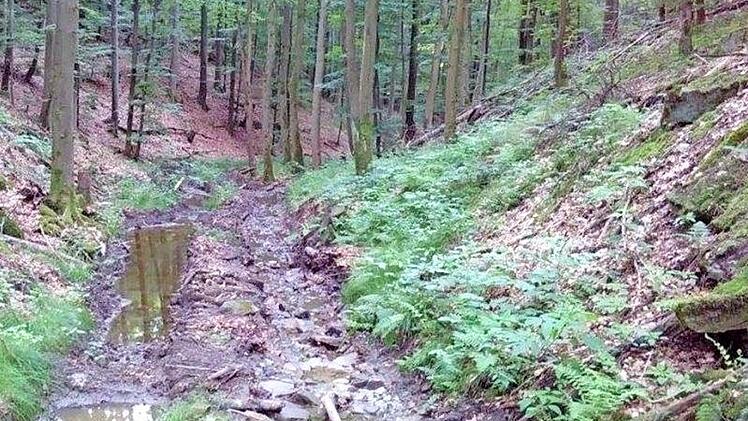 Das Bild, das der Verein Nationalpark Nordsteigerwald aufgenommen hat, dokumentiert den Schaden, den die Holzerntemaschinen bei ihrem Einsatz im Naturschutzgebiet Weilersbachtal verursacht haben.