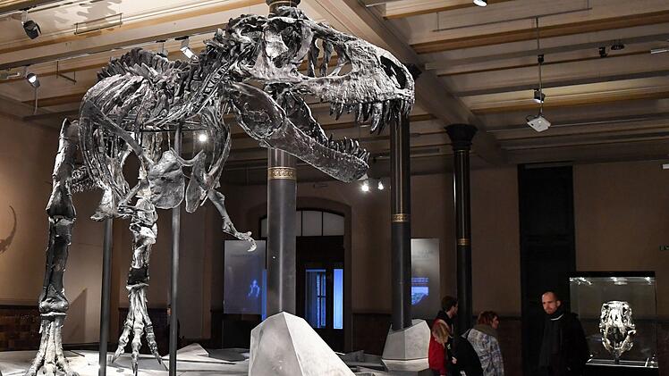 Auch ein Top-Predator f&auml;ngt klein an: T. rex war ein Sp&auml;tz&uuml;nder