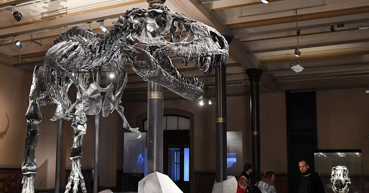 Auch-ein-Top-R-uber-f-ngt-klein-an-T-rex-war-Sp-tz-nder