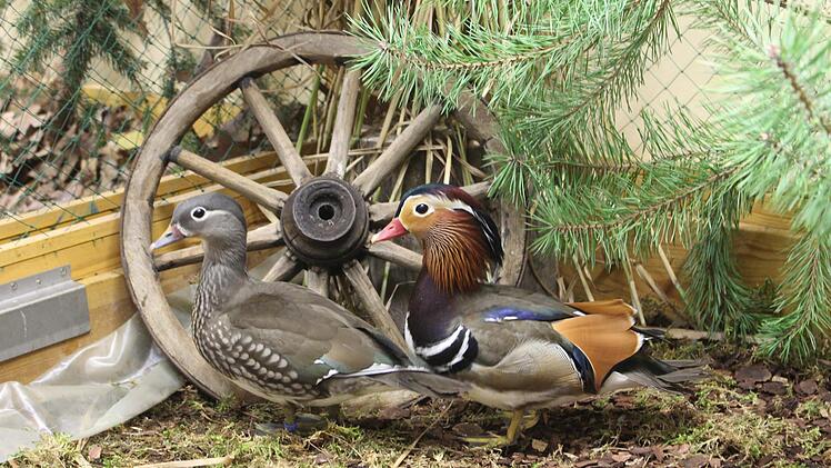 Dekoriert wurde die Halle von Heinz Pfeffermann.