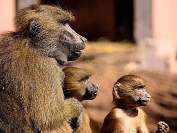 Tiergarten N&uuml;rnberg: Nach Pavian-T&ouml;tung - warum wieder Nachwuchs?
