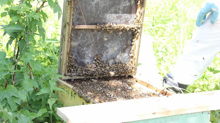 Den Bienen gefällt ihr neues Zuhause, denn sonst würden sie die Umquartierung nicht bereitwillig annehmen.  Foto: Friedwald Schedel