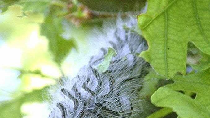 Bei solchen Nestern vom Eichenprozessionsspinnern ist Vorsicht geboten. Foto: dpa