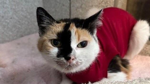 Tierheim Bamberg: "Im Grunde ist sie eine ganz liebe Kätzin"