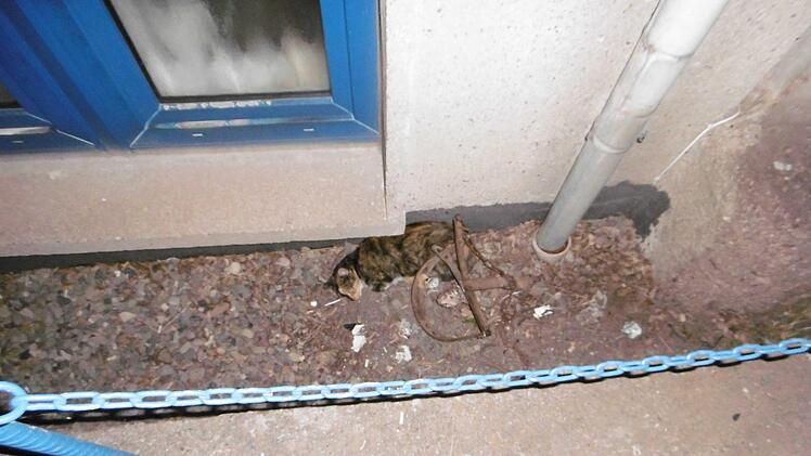 Die Katze stürzte in einen Graben. Foto: Landespolizeiinspektion Nordhausen