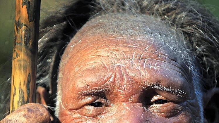 Eine Nachbildung eines &auml;lteren Neandertalers steht im Neanderthal-Museum in Mettmann.