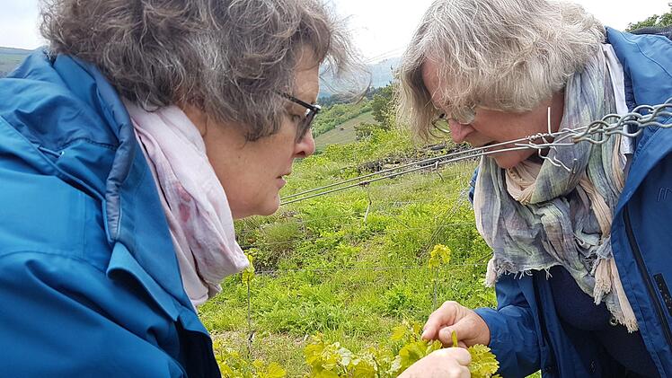 Hammelburg: Die Weinrebe mal genau anschauen. Elisabeth Assmann