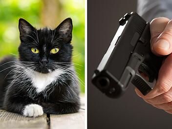 Tierqu&auml;ler verletzt Katze mit Druckluftwaffe