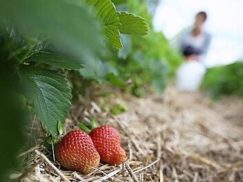 Bis jetzt haben sich die Erdbeeren auf Bayers Feld ordentlich entwickelt. Aber Regen wird dringend benötigt.  Foto: Hendrik Steffens