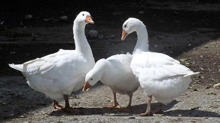 Eine tote Gans wurde am Neujahrsmorgen in Kronach gefunden. Das Tier hatte massive Bauchverletzungen.