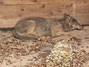 Hamburger Wolf in Tierauffangstation