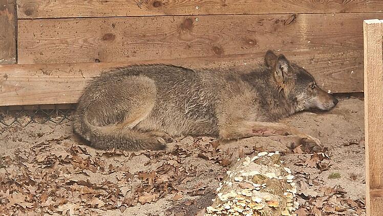 Hamburger Wolf in Tierauffangstation