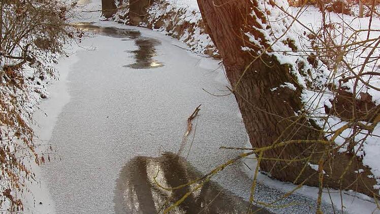 Die Sonne blitzt durch die Weiden am Volkach Bach. Foto: Ingrid Dusolt