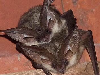 Die Fledermaus Graues Langohr ist im Landkreis Kitzingen beheimatet und soll Möglichkeiten bekommen, Nachwuchs aufzuziehen. Foto: Christian Söder